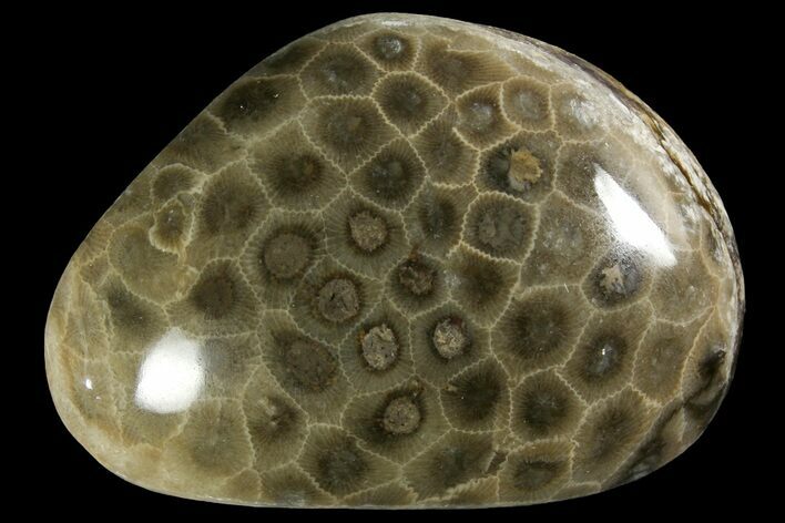 Polished Petoskey Stone (Fossil Coral) - Michigan #156164